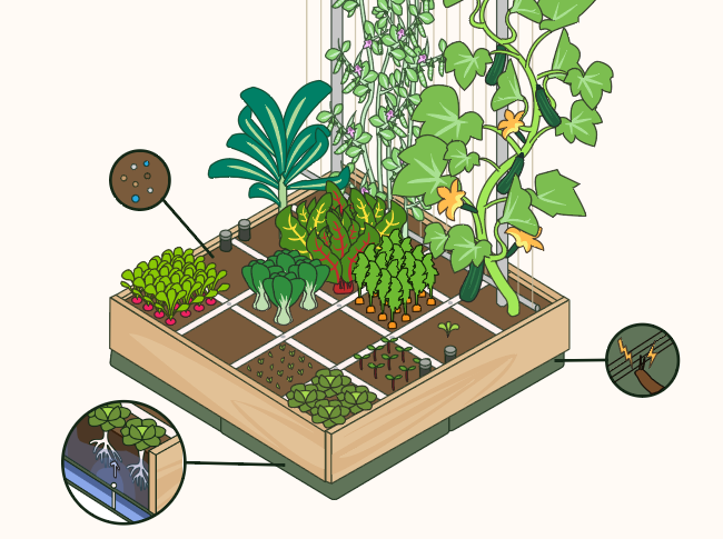 Illustration des Hochbeet-Systems mit Pflanzfeldern, Wasserspeicher und Schneckenschutz.